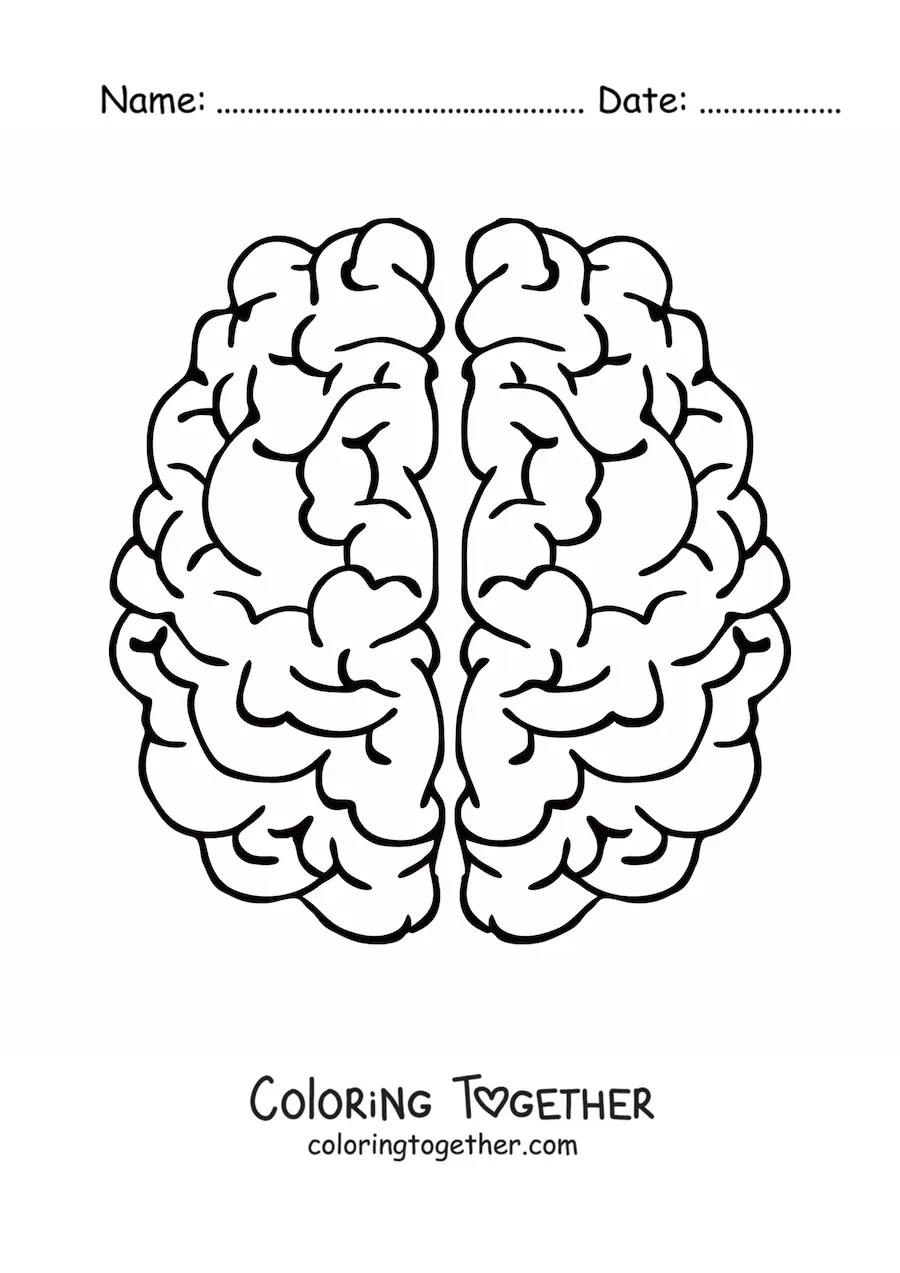 Coloring page of the two cerebral hemispheres seen from above
