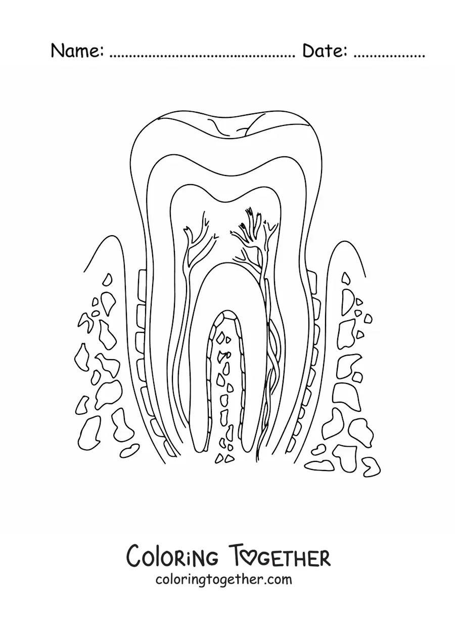 Coloring page of a cross-section of a tooth, showing its structure and its parts