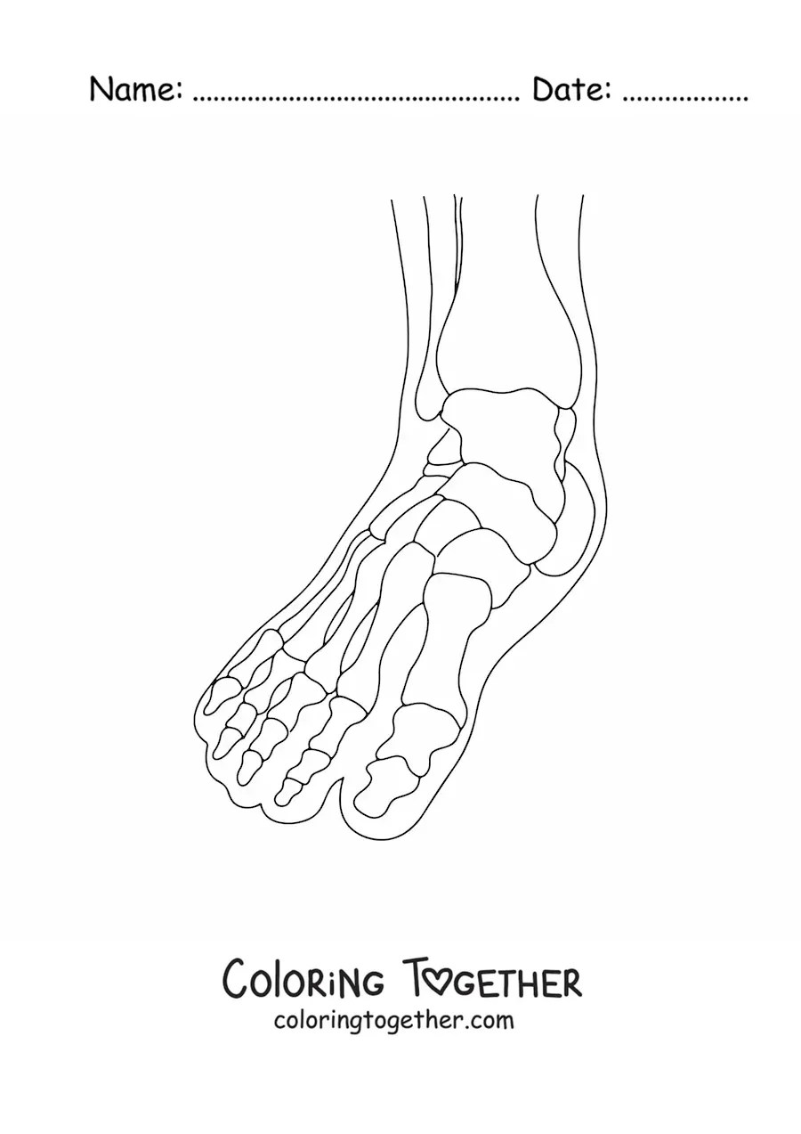Coloring page of an x-ray showing the bones of the foot