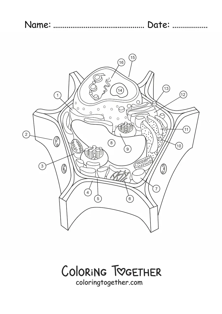 Coloring page of the structure of a plant cell