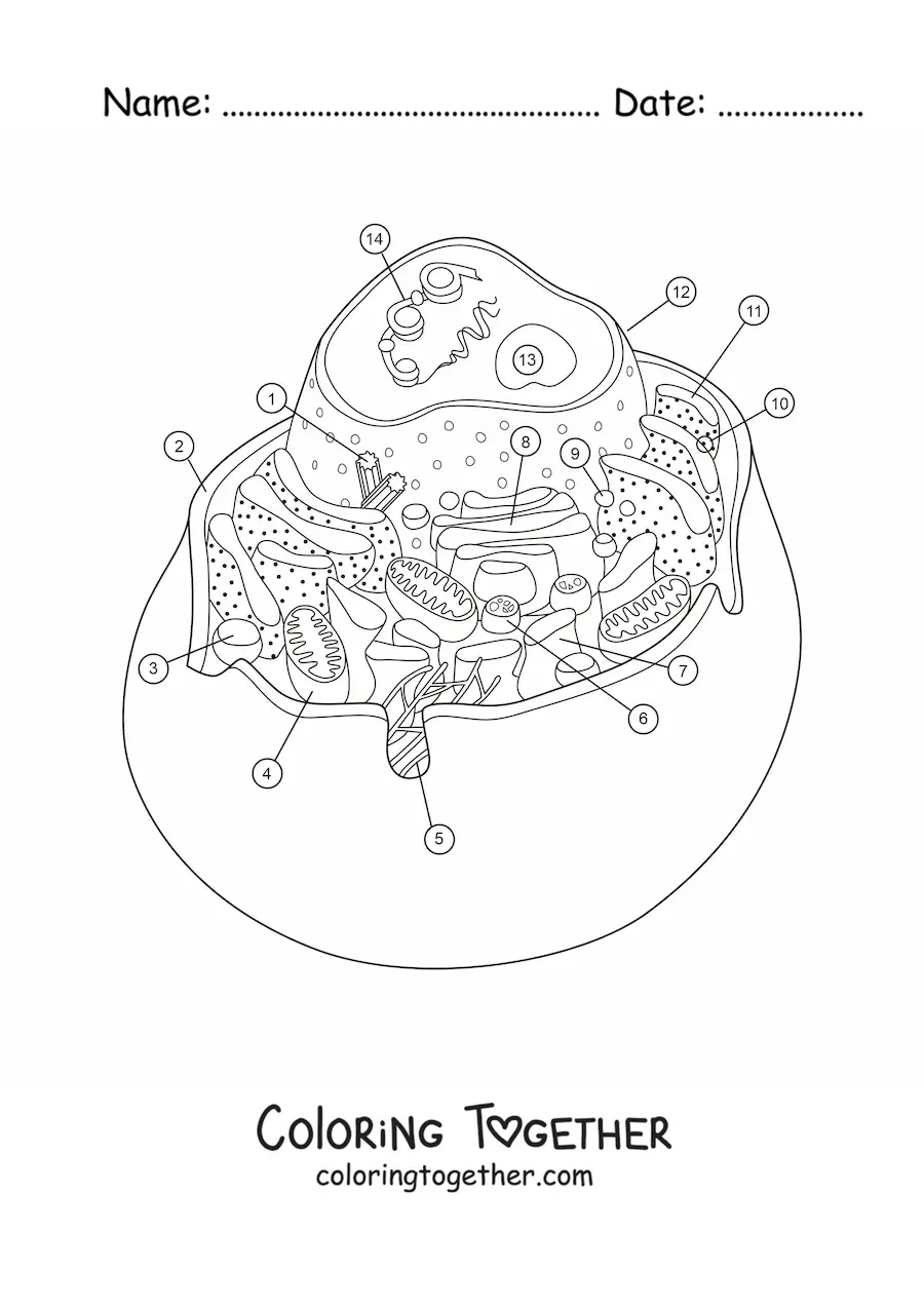 Coloring page of the structure of an animal cell