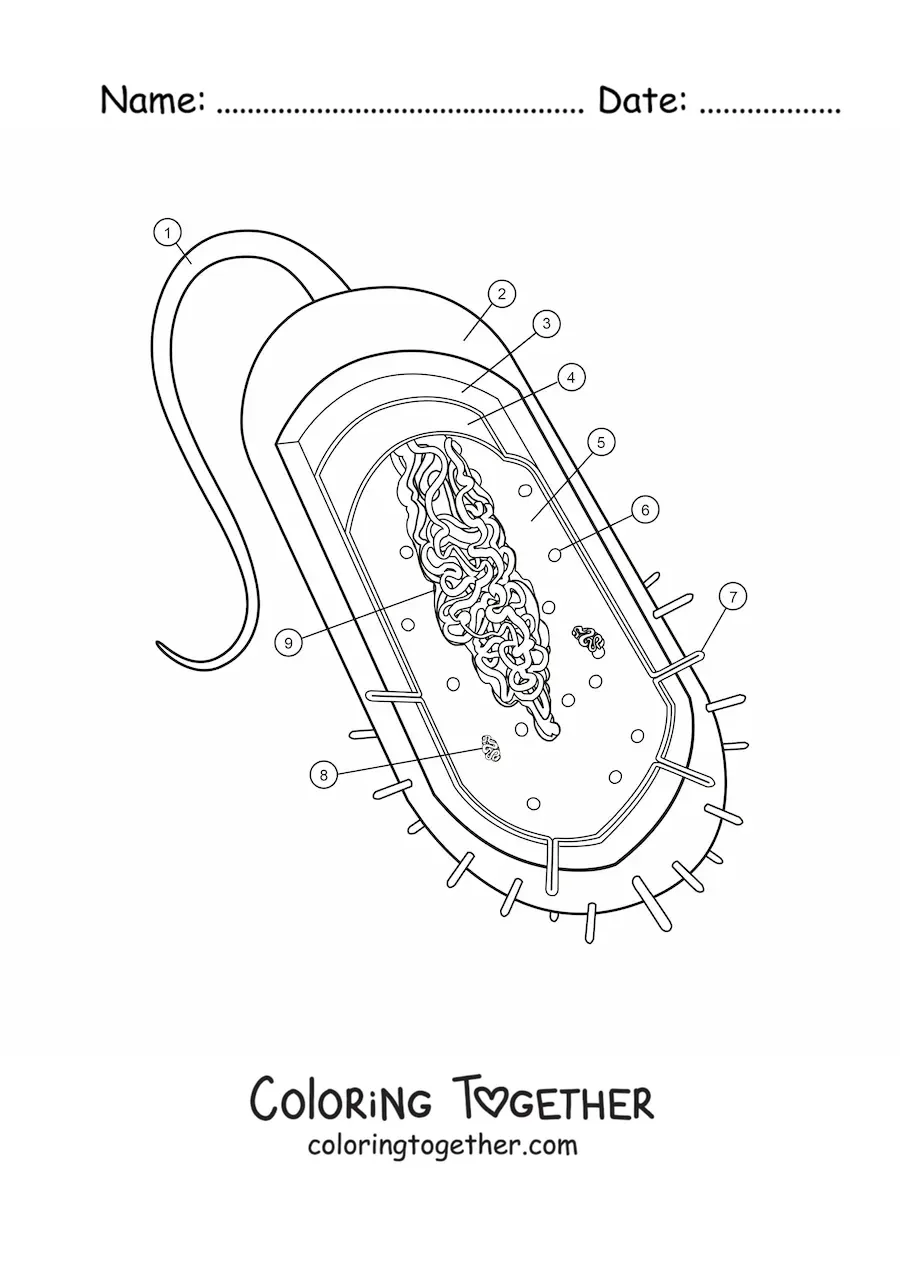 Coloring page of the structure of a prokaryotic cell