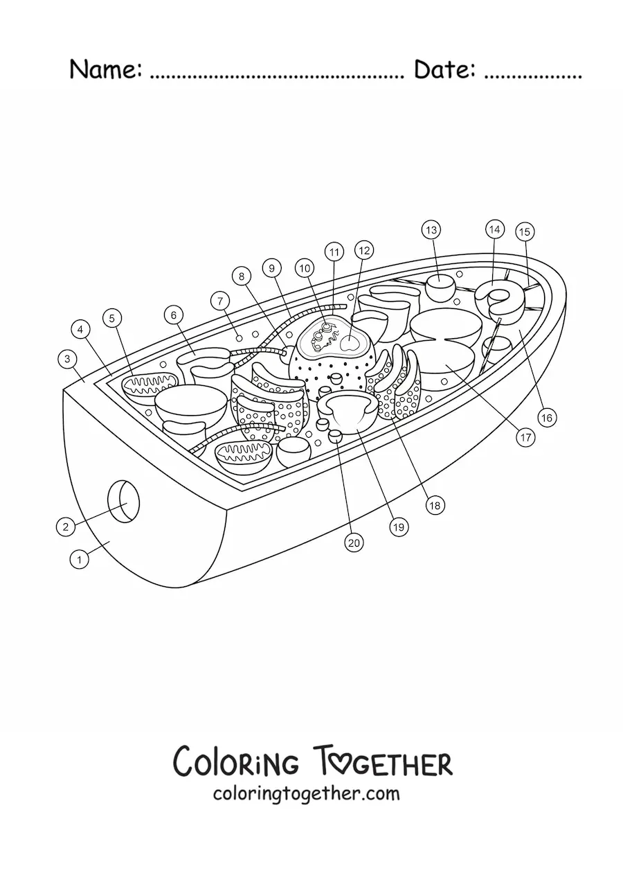 Coloring page of the structure of a fungal cell