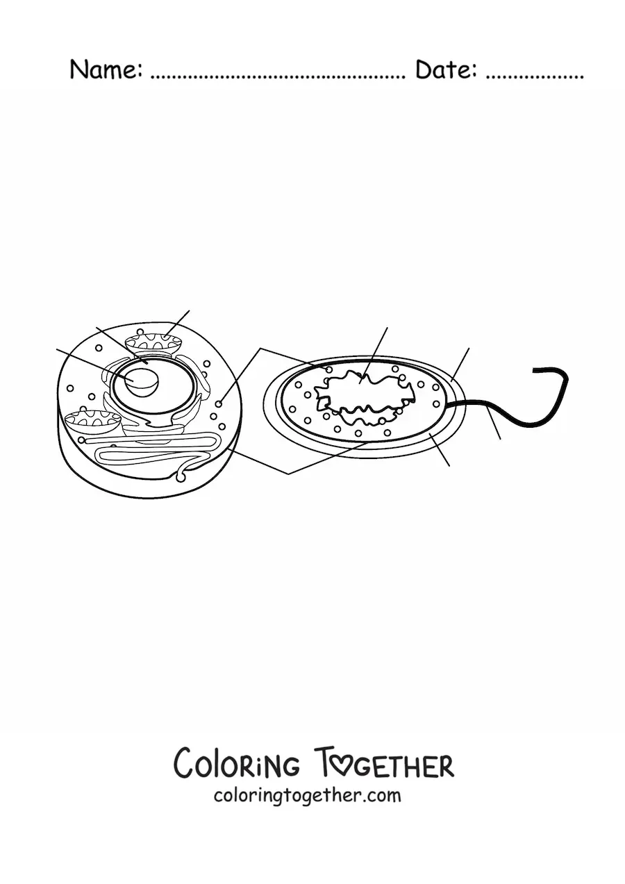 Coloring page of the parts of the eukaryotic and prokaryotic cell