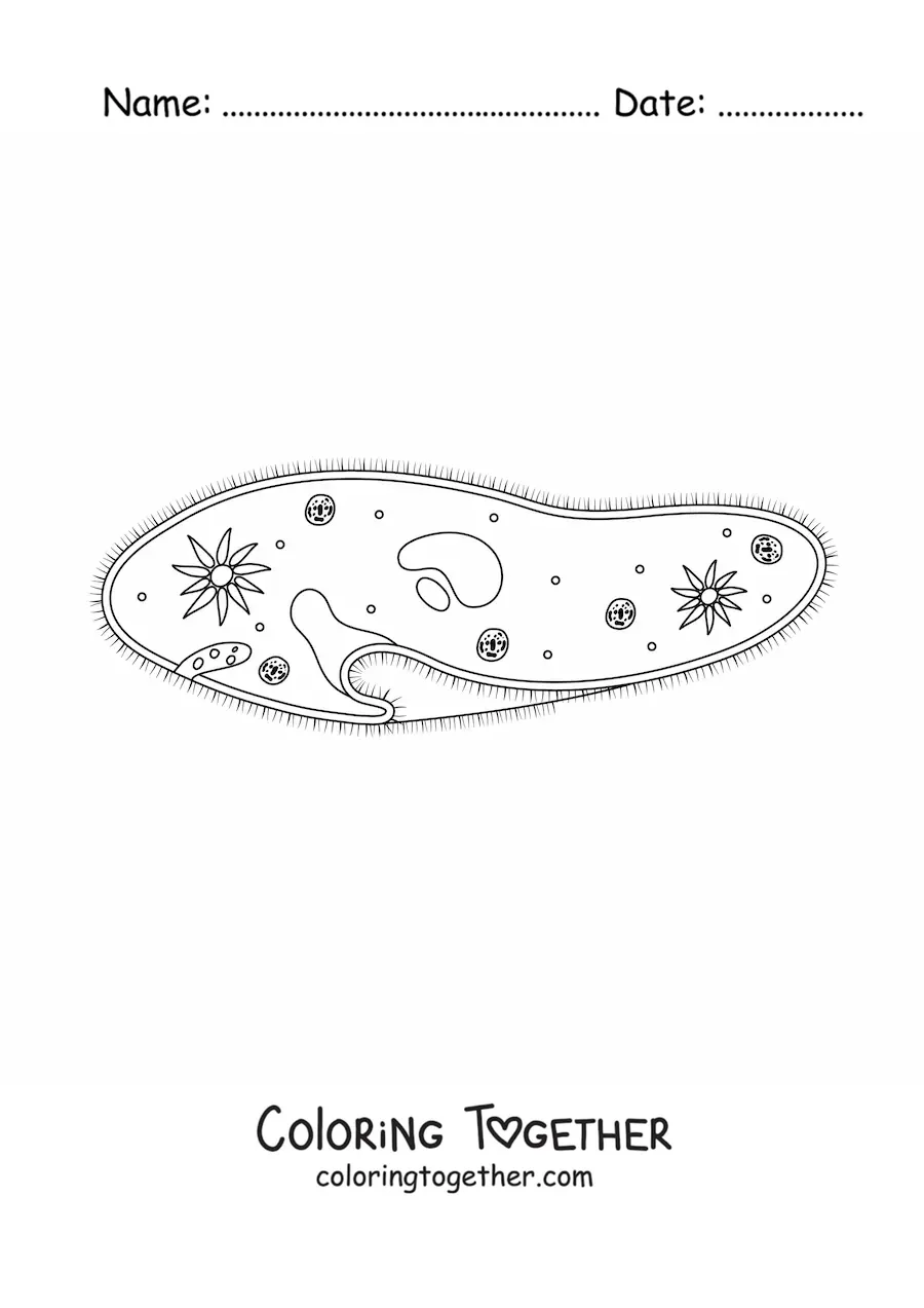 Coloring page of a protozoan