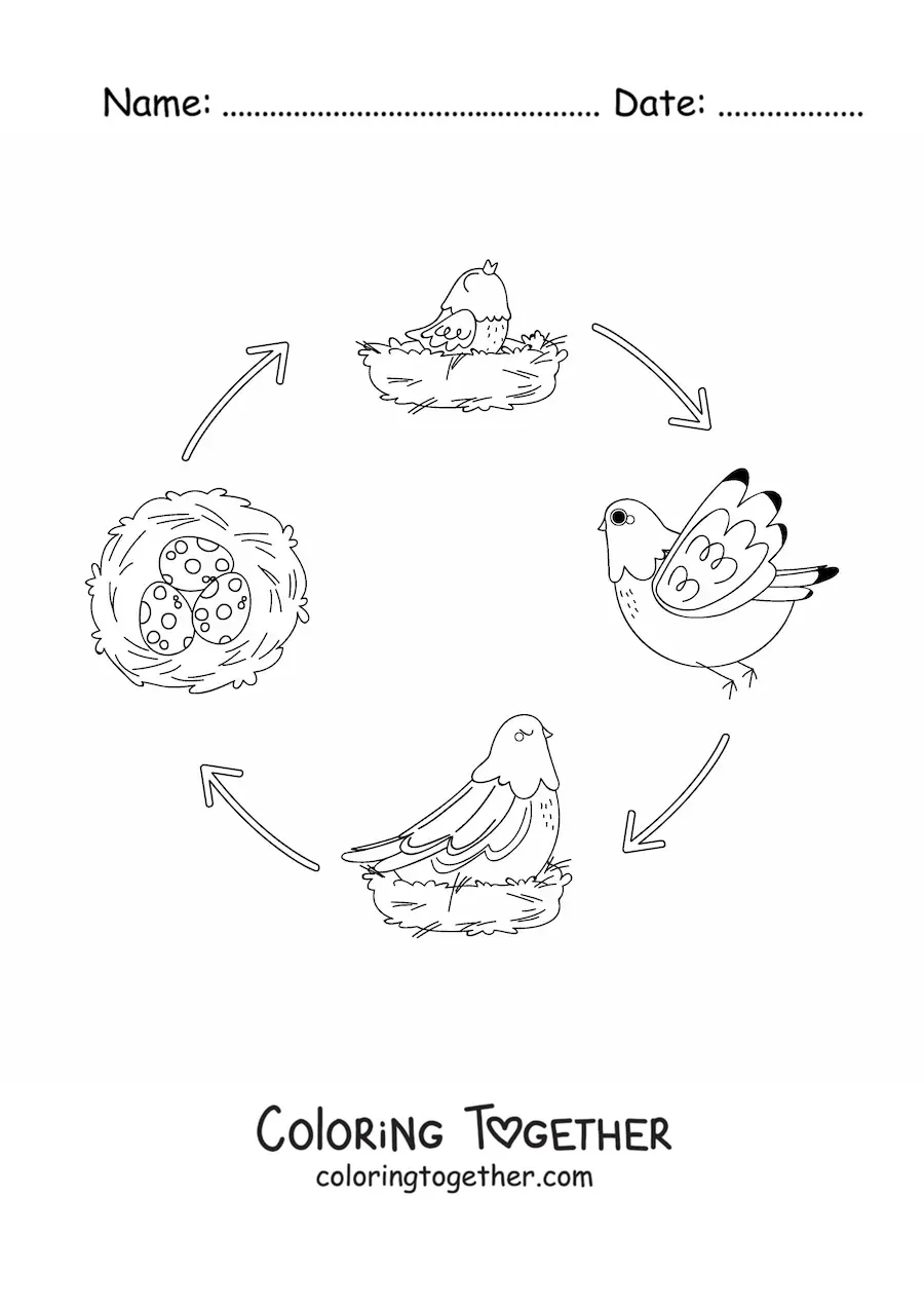 Coloring page of the life cycle of birds illustrated with a dove