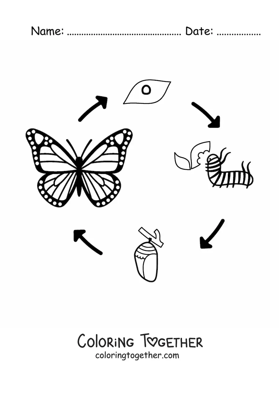 Coloring page of the life cycle of a butterfly