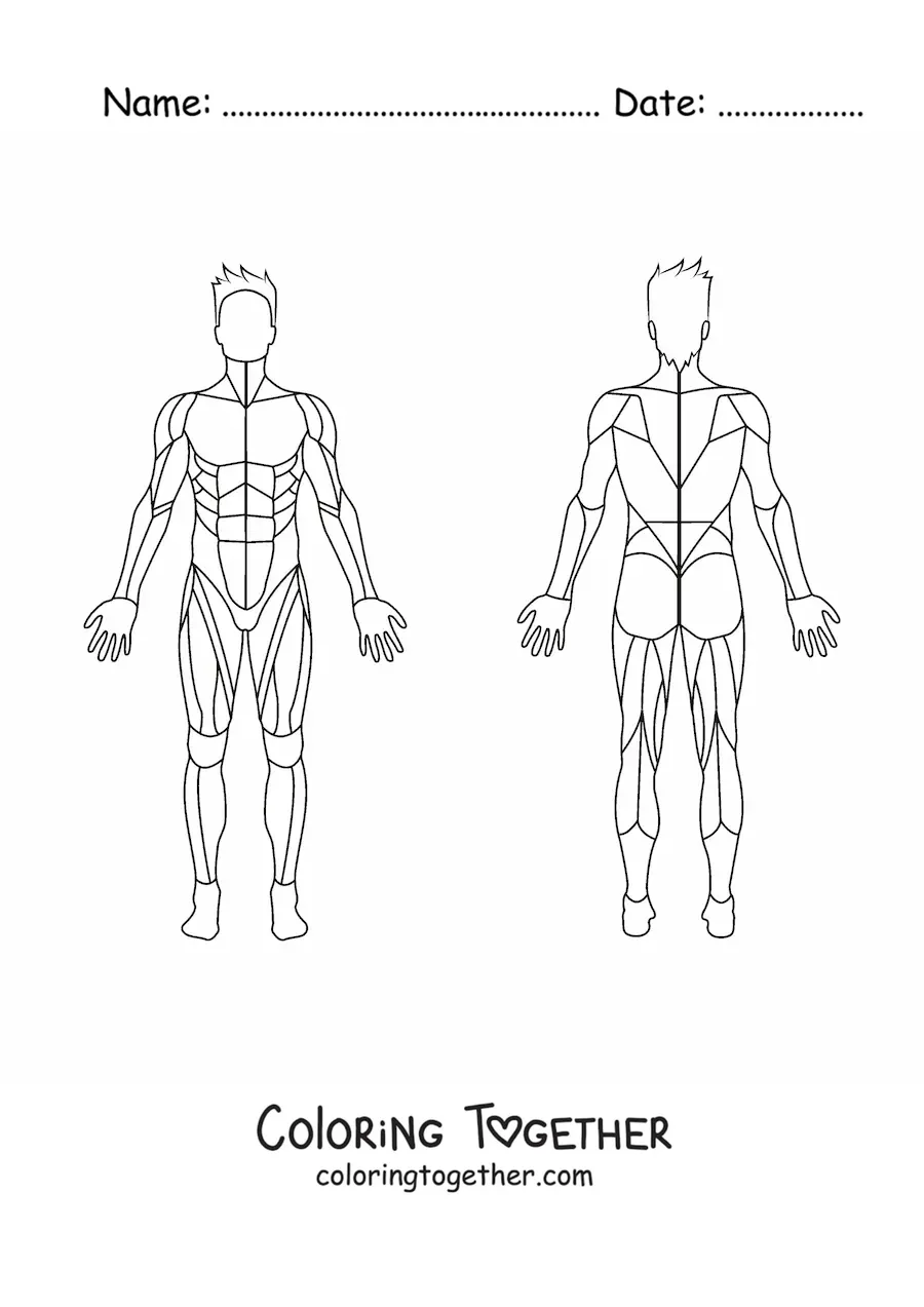 Coloring page of the human muscular system