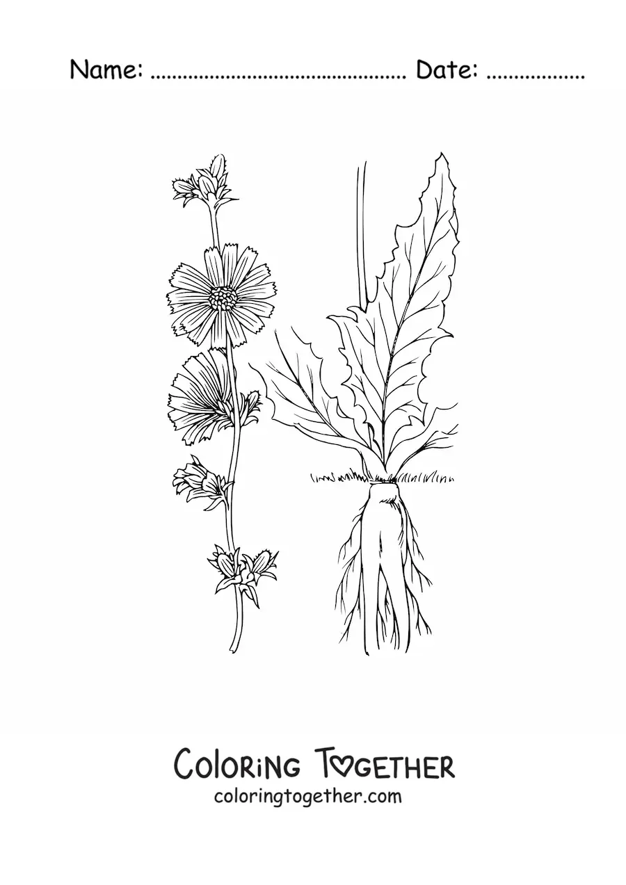 Coloring page of the parts of a plant