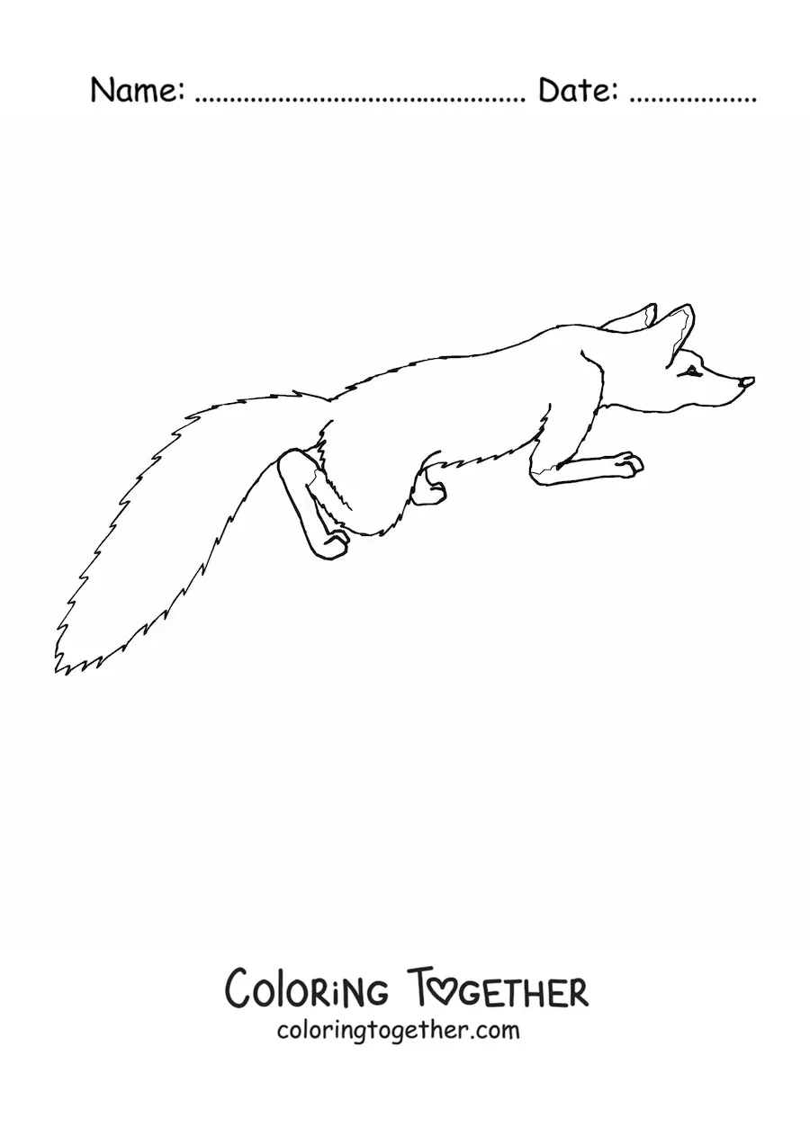Coloring page of a wild fox crouching, seen from above