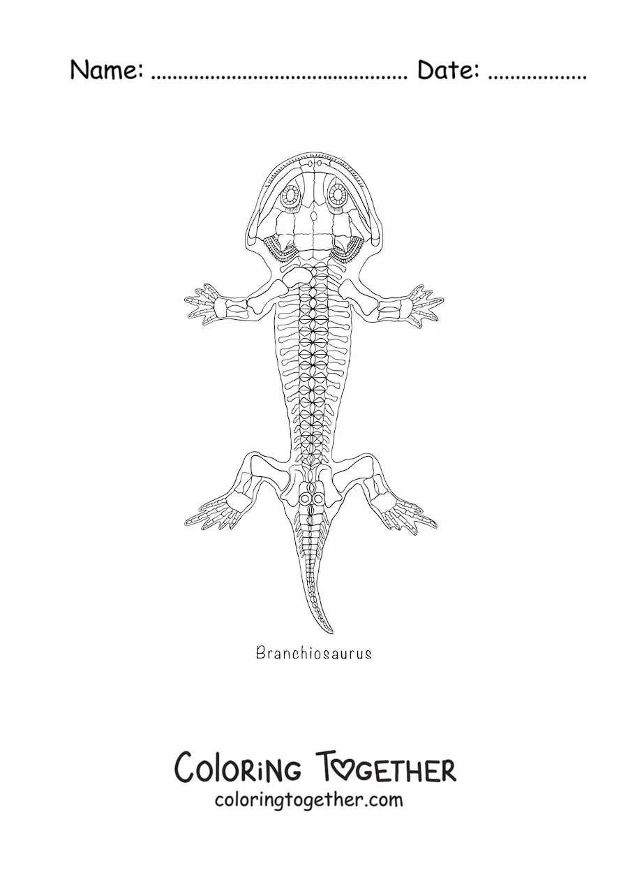 Coloring page of a branchiosaurus amphibian fossil