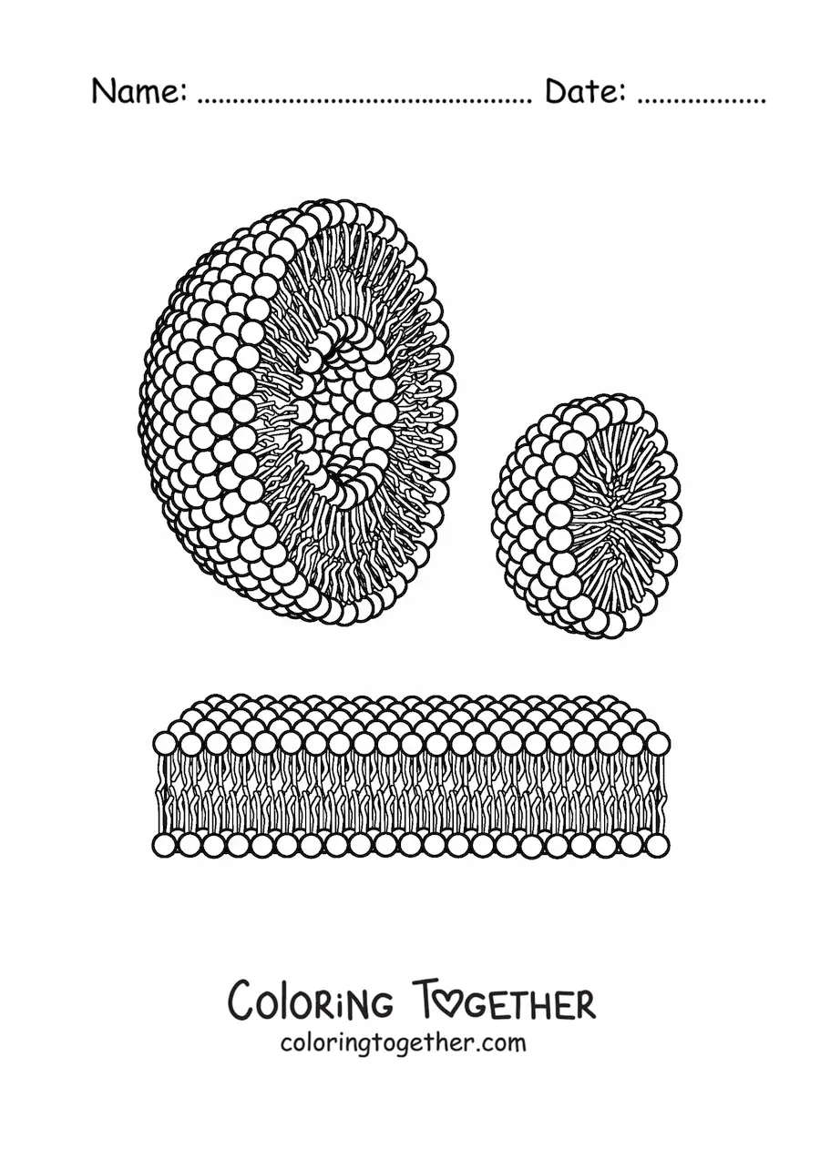 Coloring page of liposome and micelle structures