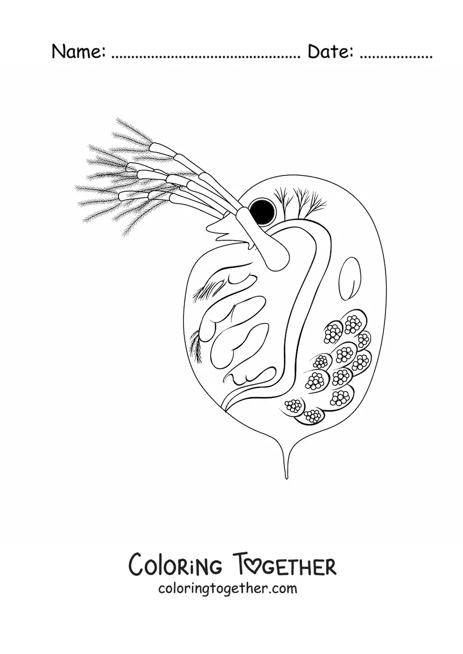 Coloring page of a daphnia