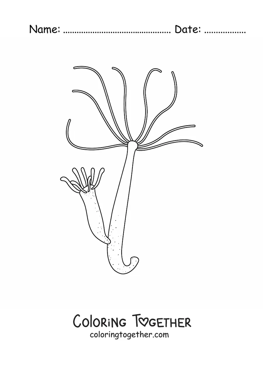 Coloring page of a freshwater hydra