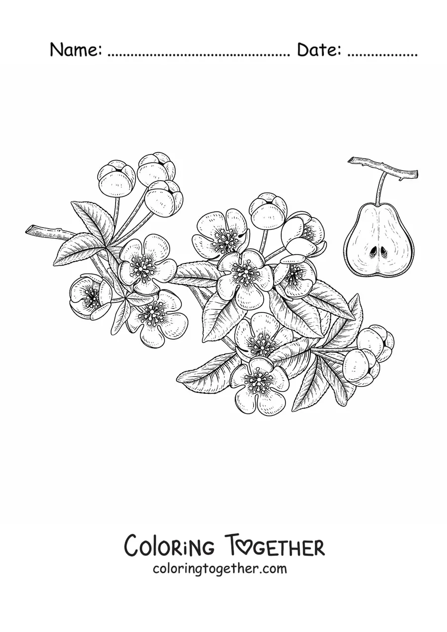 Coloring page of pear tree branches with flowers and a pear
