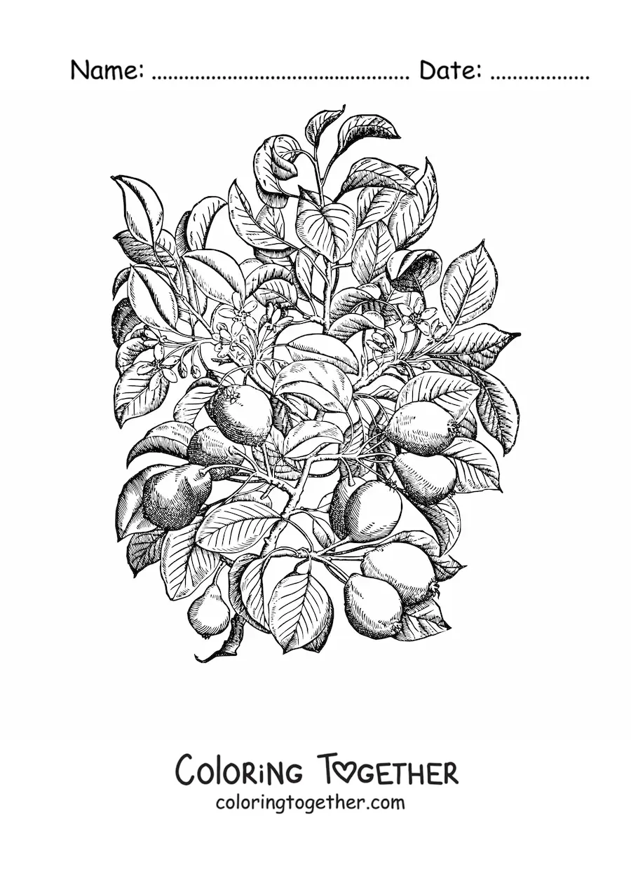 Coloring page of pear tree branches