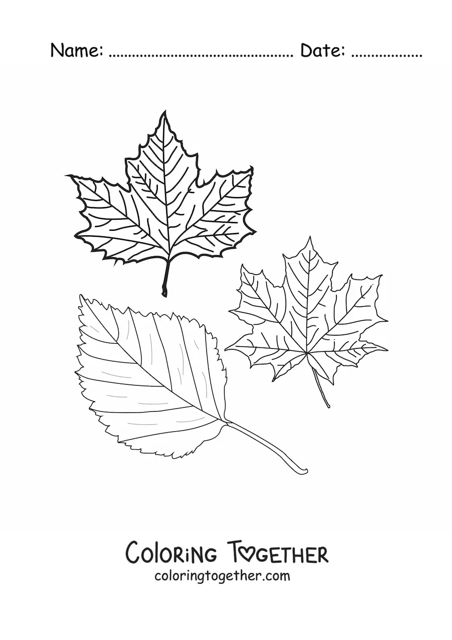 Coloring page of two dry autumn leaves