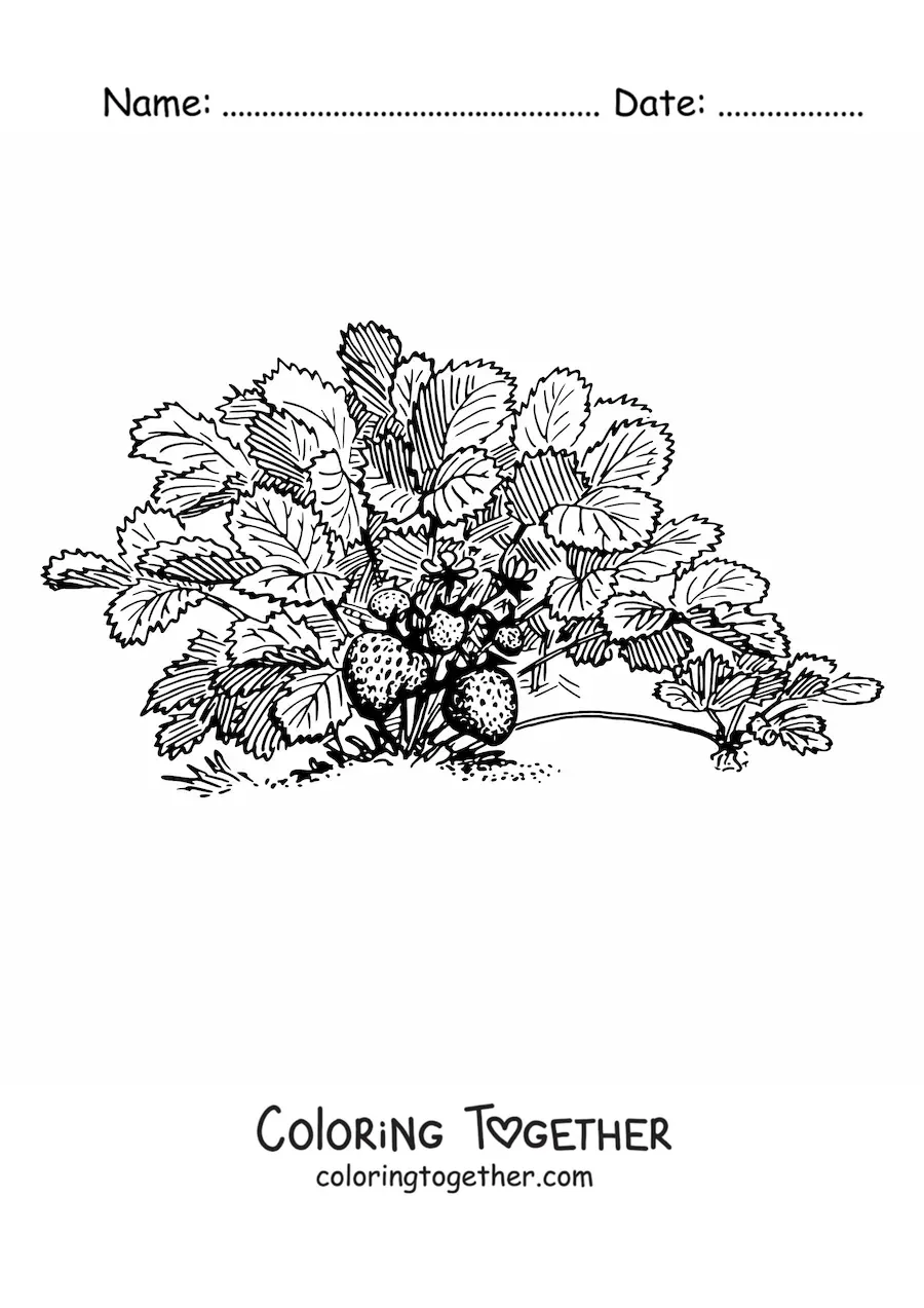 Coloring page of a wild strawberry bush