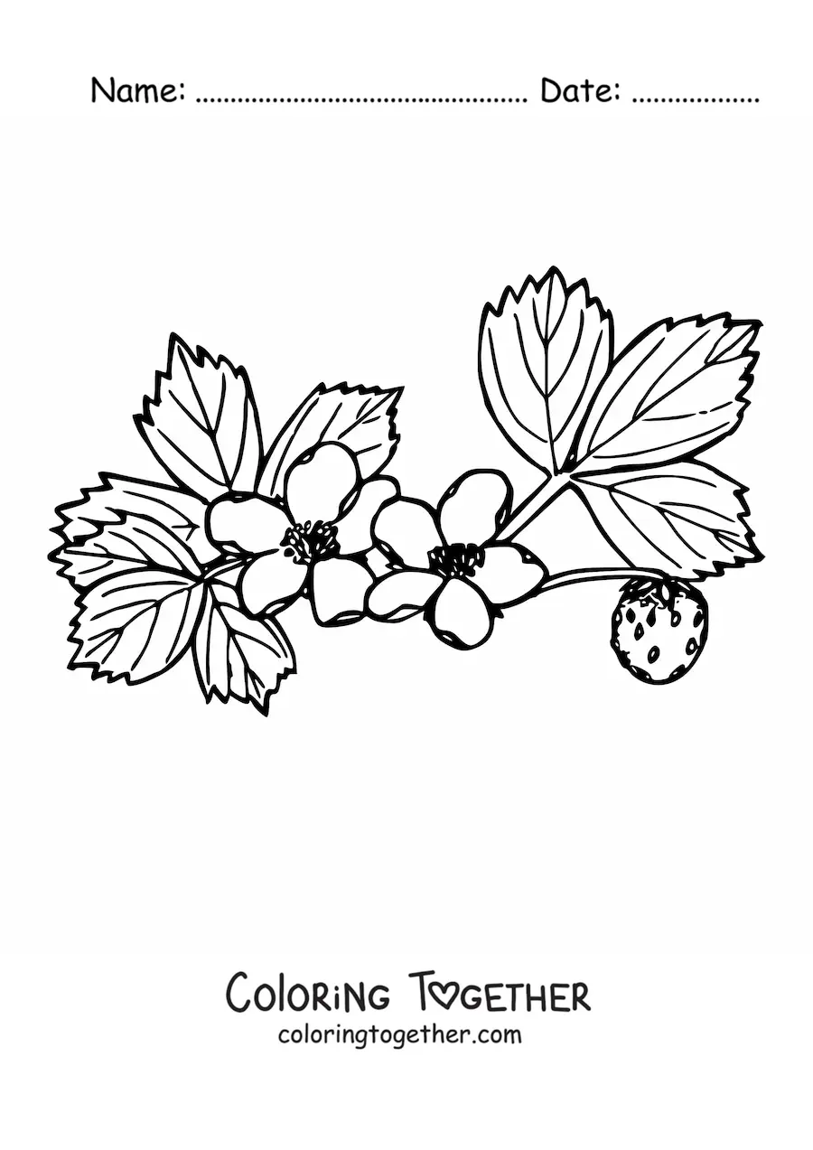Coloring page of a branch of a strawberry bush with flowers