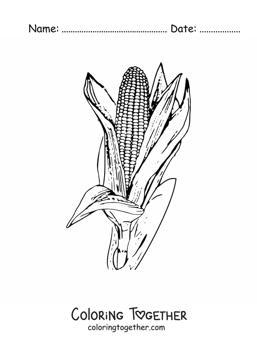 Coloring page of a realistic corn cob with leaves