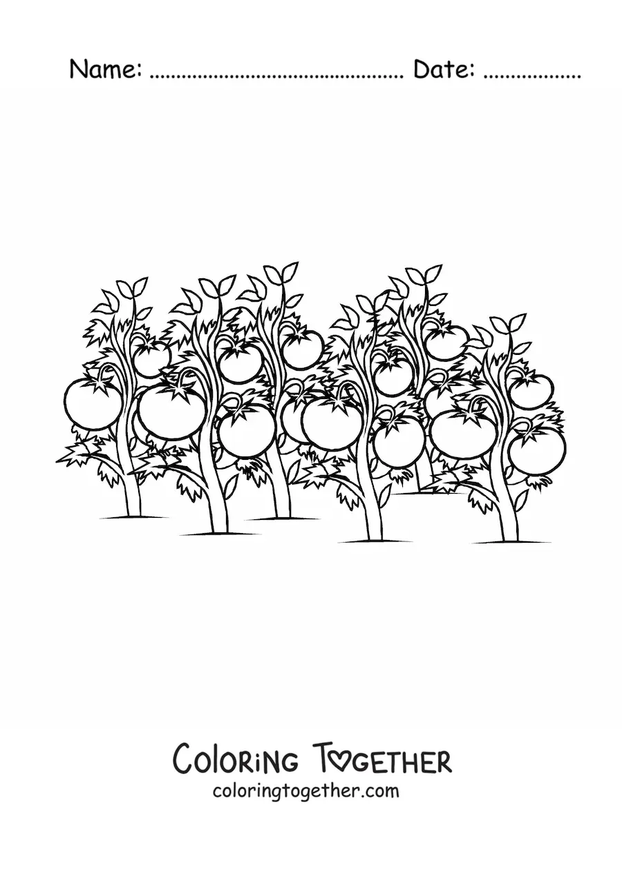 Coloring page of a tomato plantation