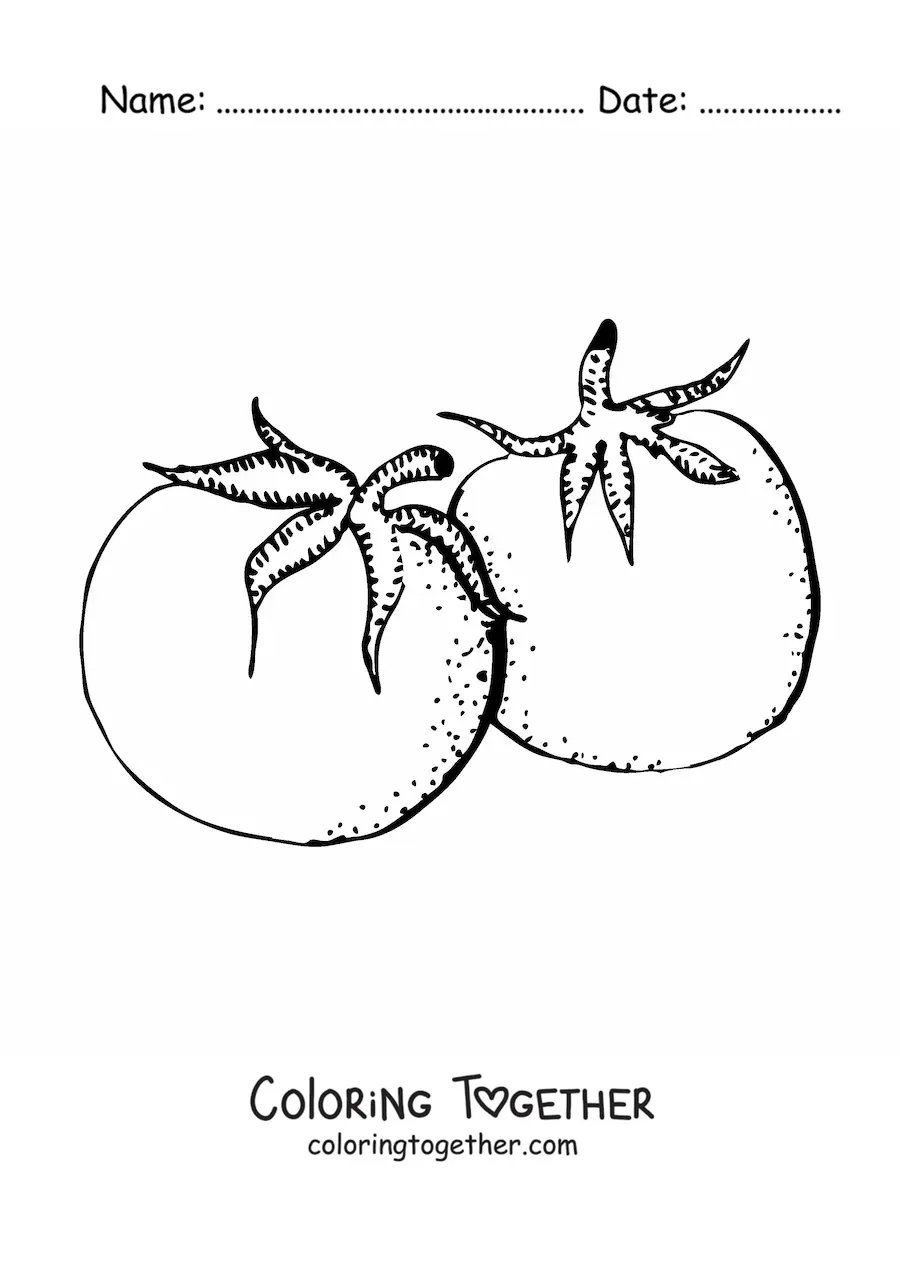 Coloring page of two realistic tomatoes