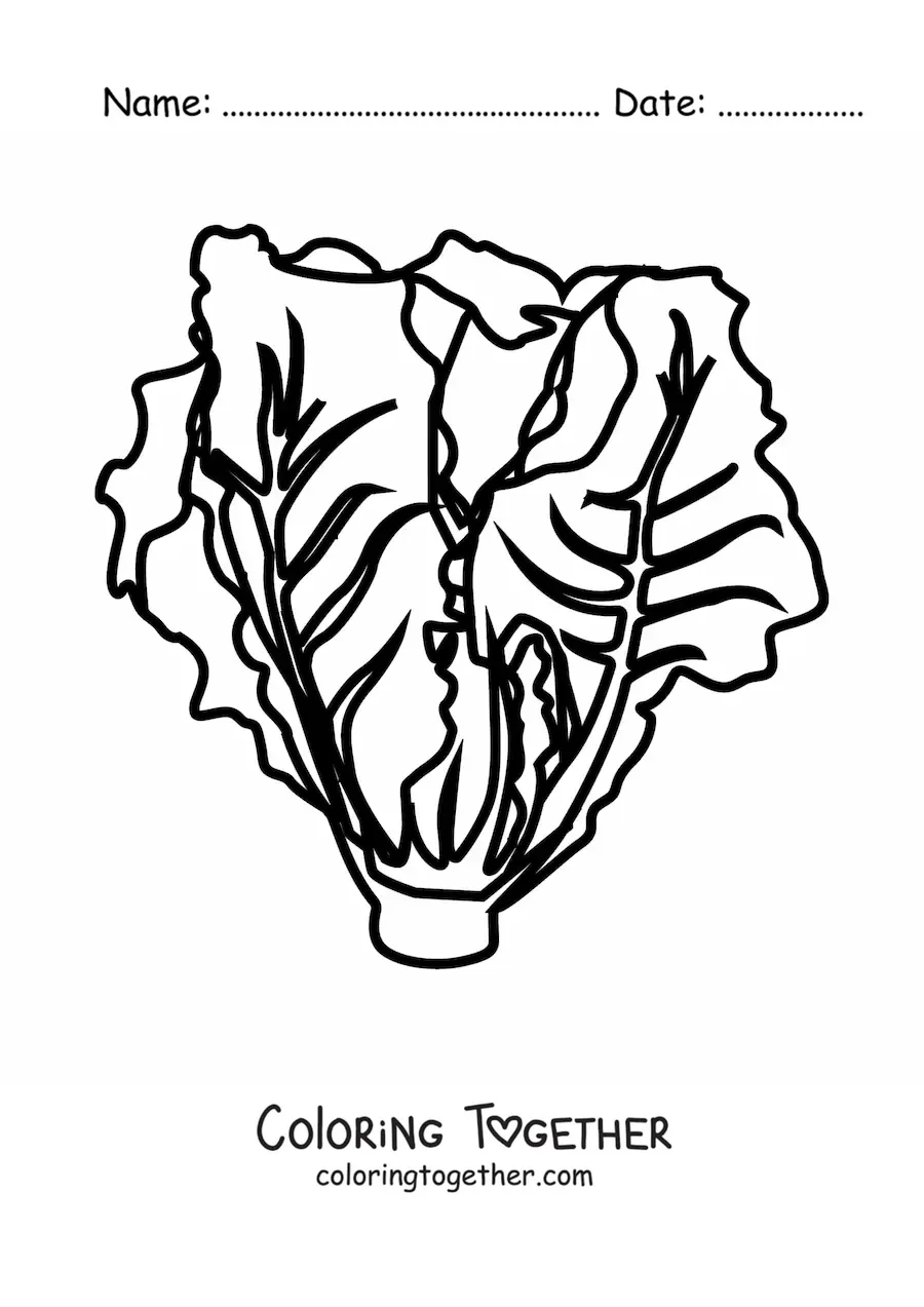 Coloring page of a romaine lettuce
