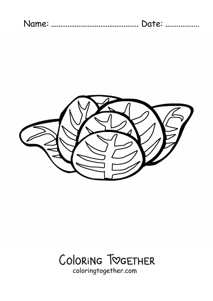 Coloring page of a lettuce