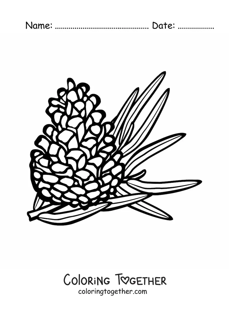 Coloring page of a pine nut with a pine leaf