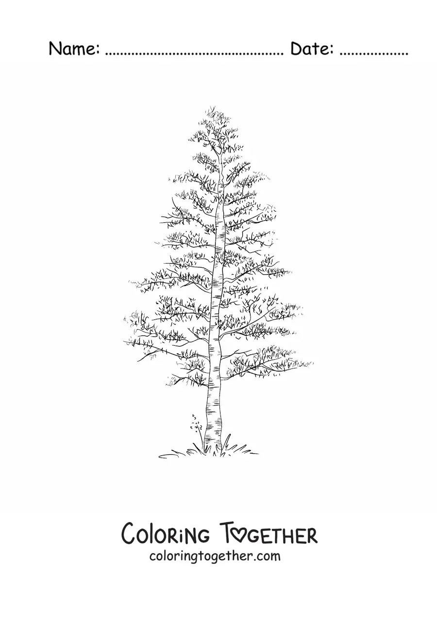Coloring page of a realistic pine tree