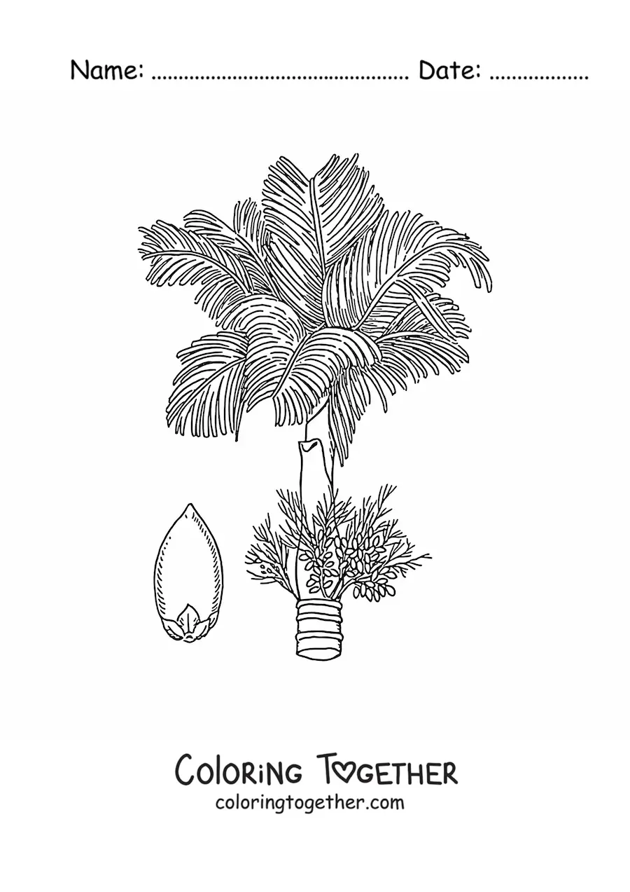 Coloring page of a betel palm