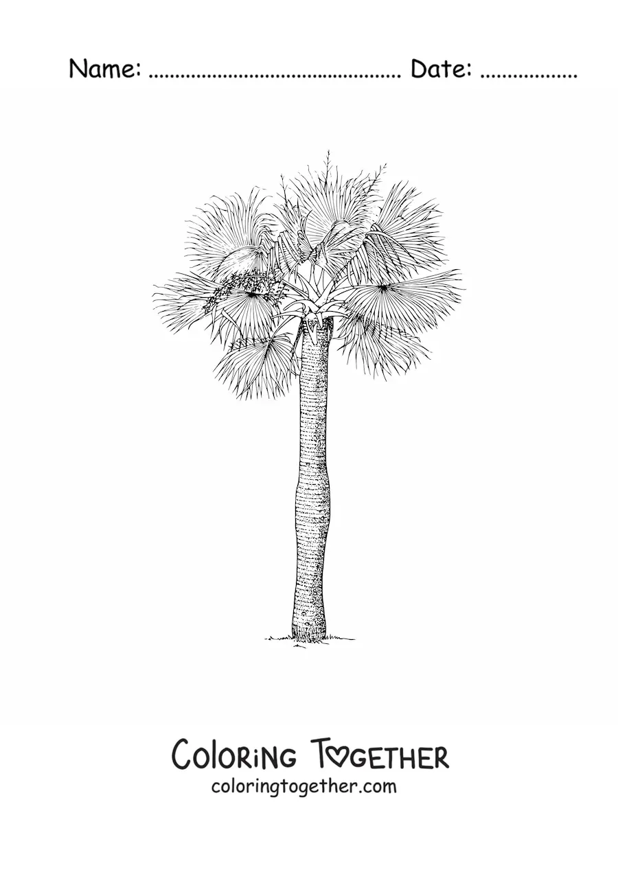 Coloring page of a hat palm