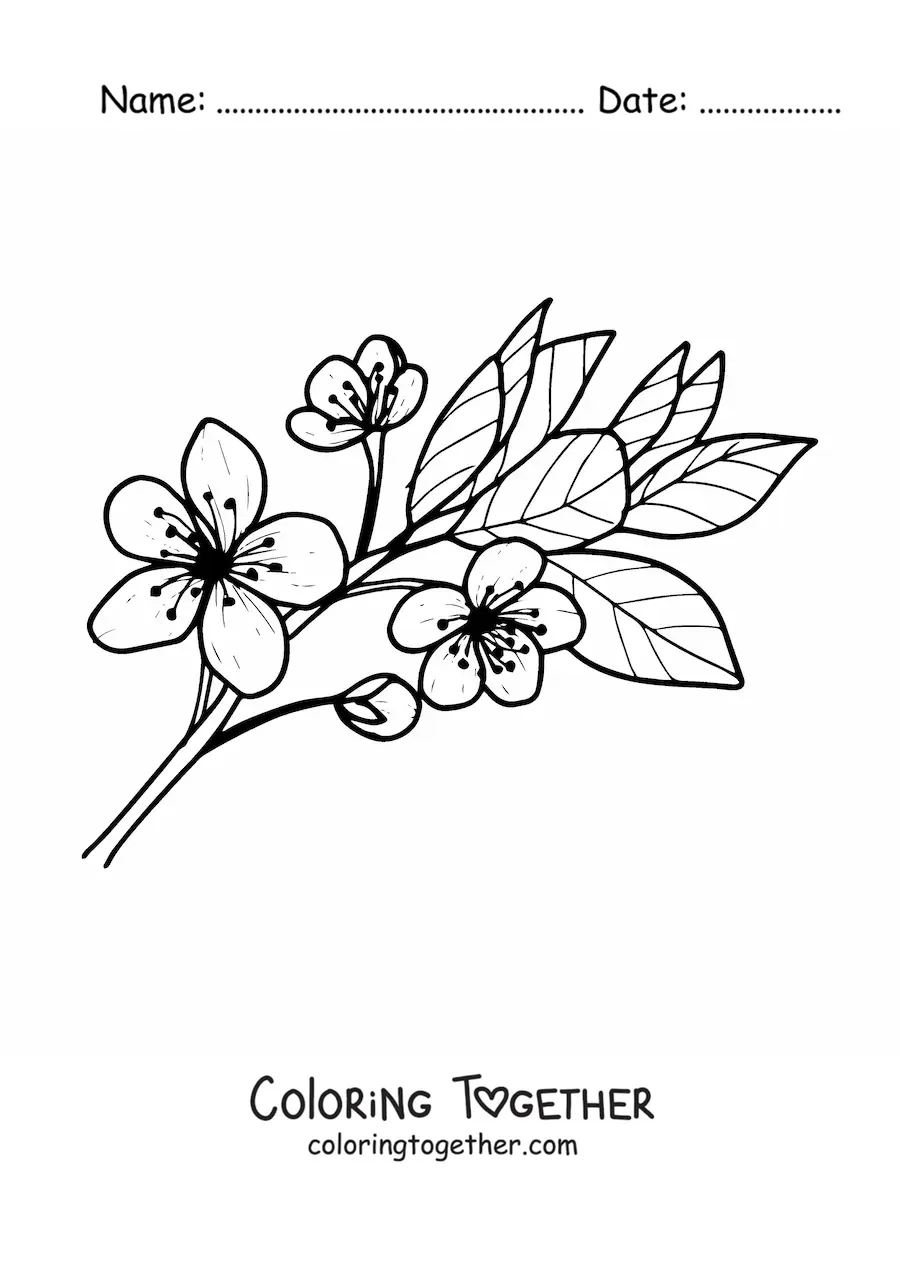 Coloring page of a cherry blossom