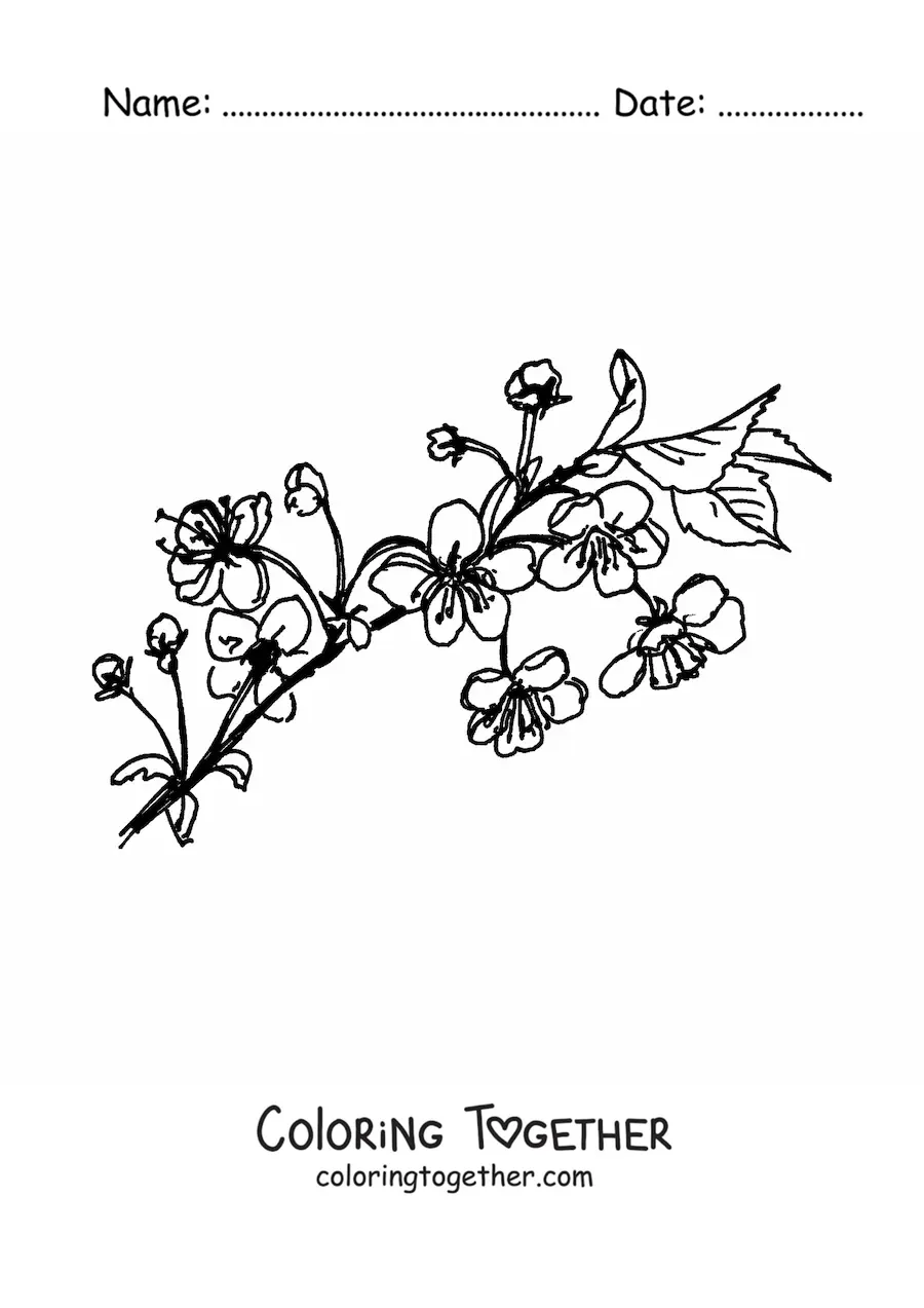 Coloring page of a cherry branch with flowers