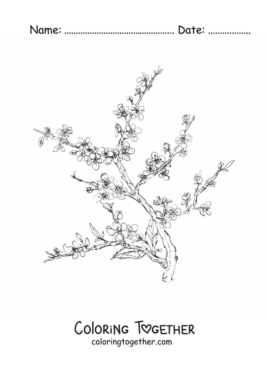 Coloring page of a realistic cherry branch