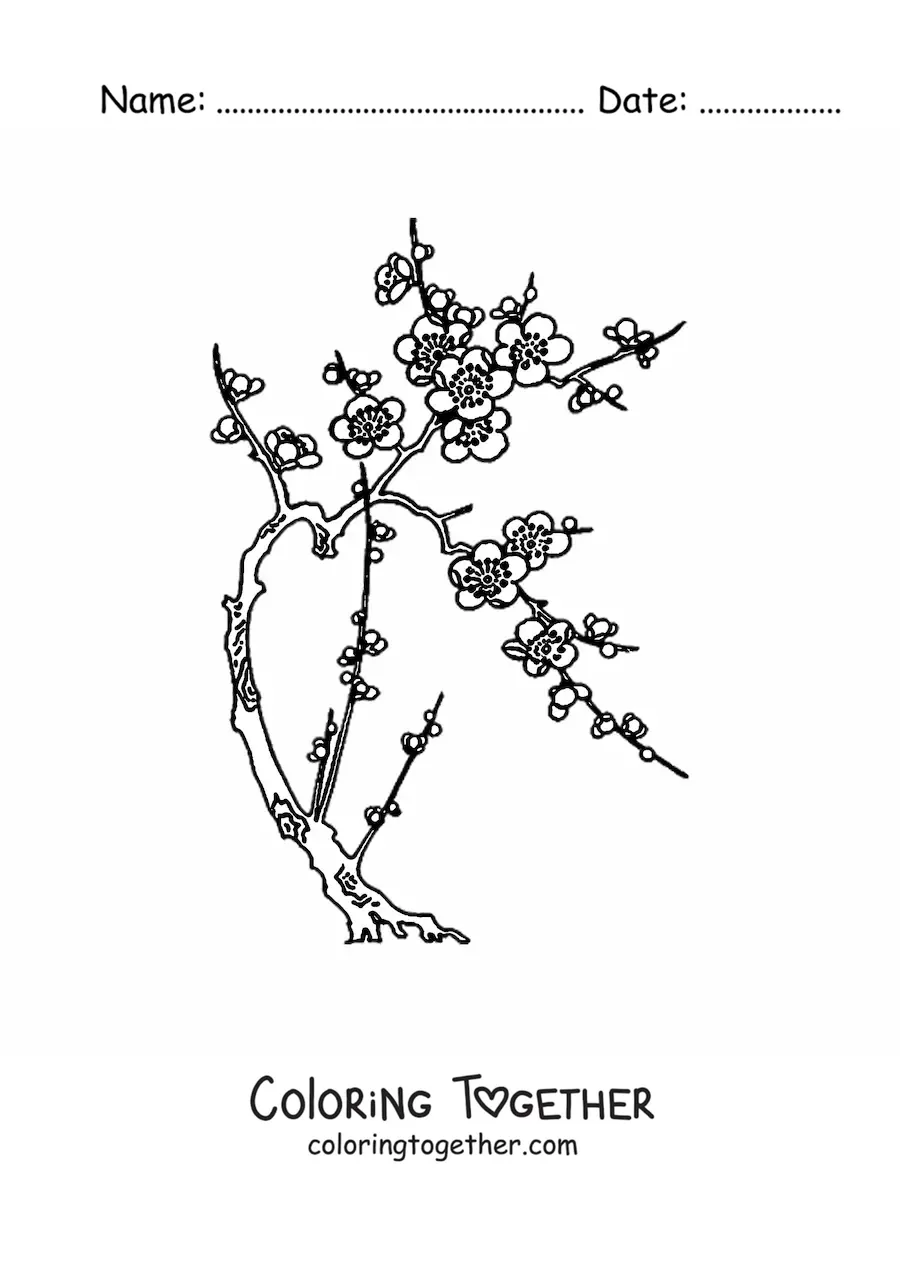 Coloring page of a cherry tree with flowers