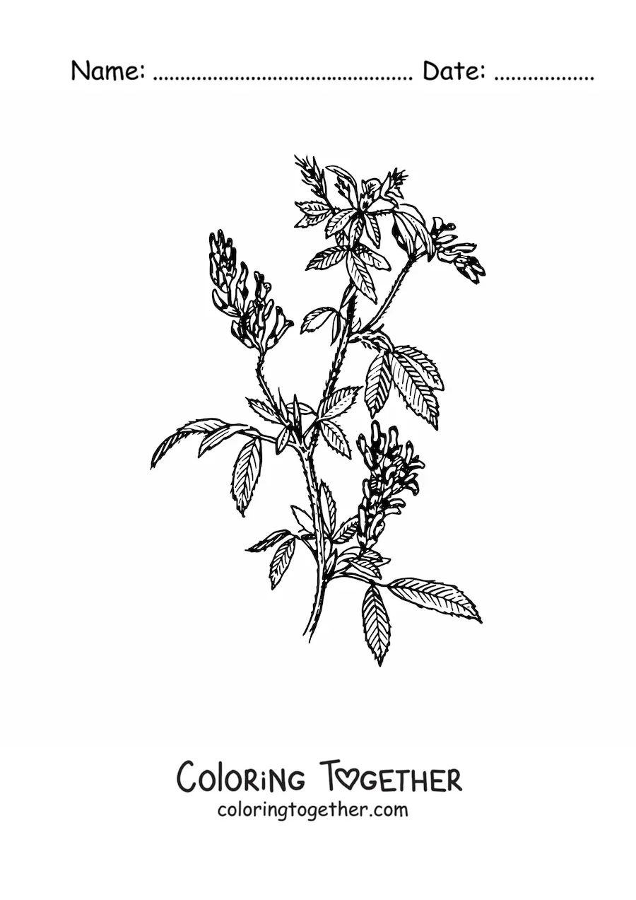 Coloring page of a realistic alfalfa bush