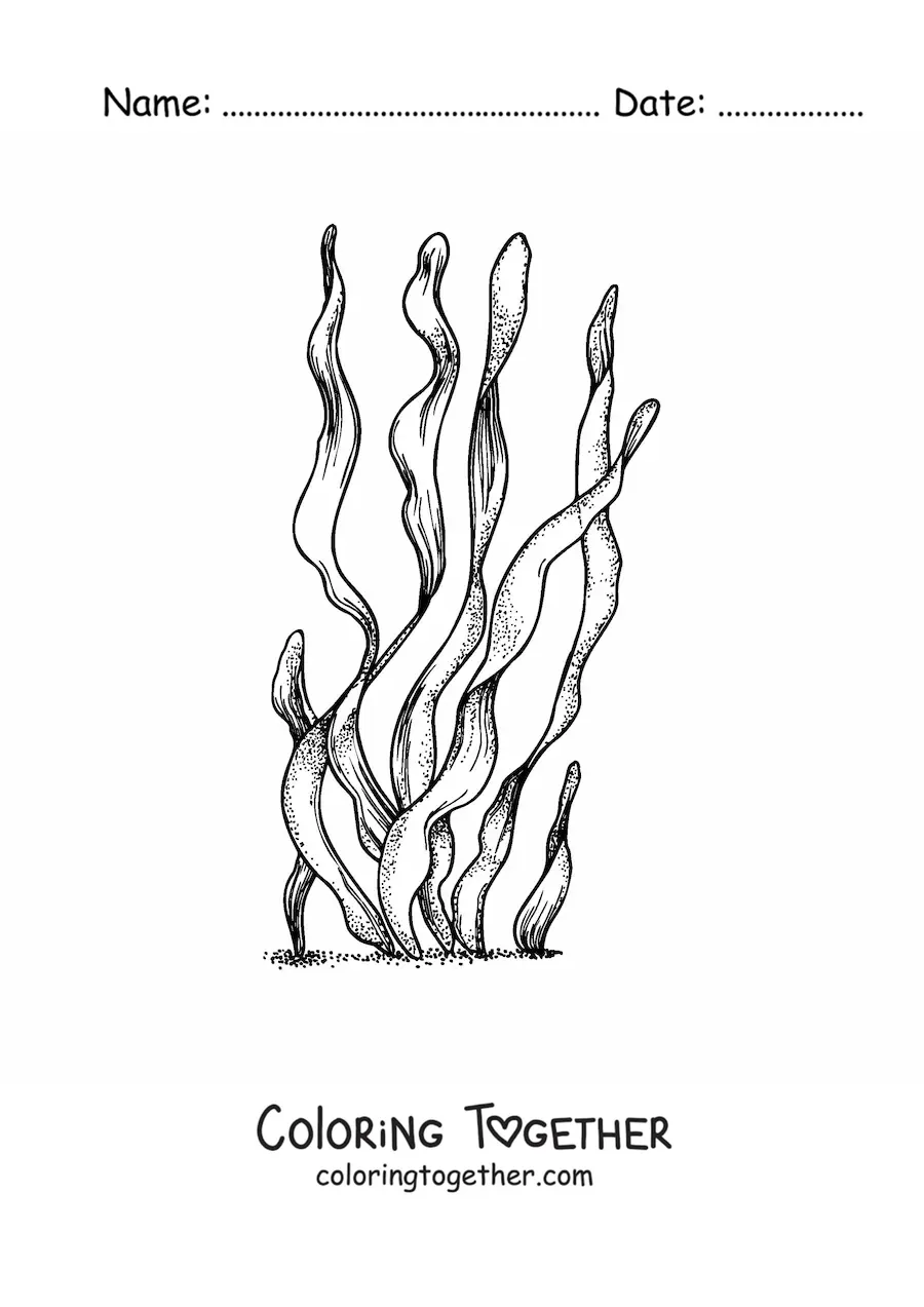 Coloring page of realistic seaweed