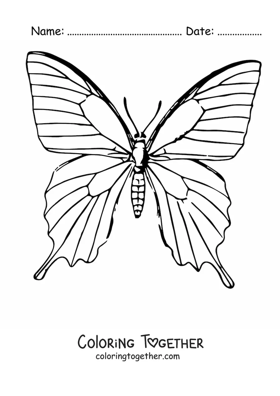 Coloring page of a realistic butterfly