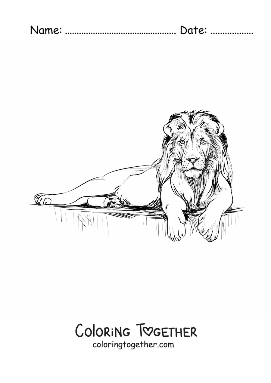 Coloring page of a realistic lion lying down with its head held high