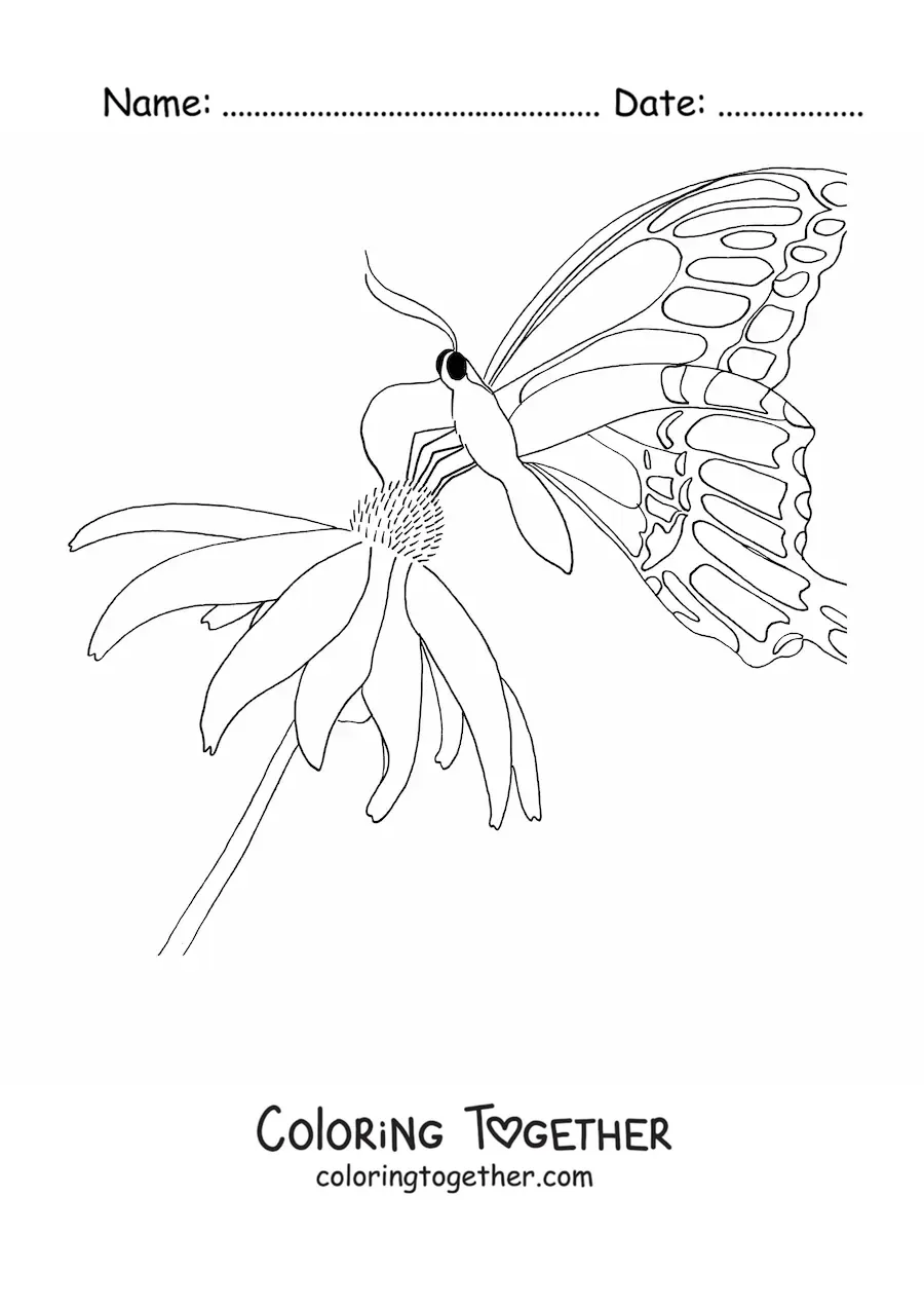 Coloring page of a butterfly resting on a flower
