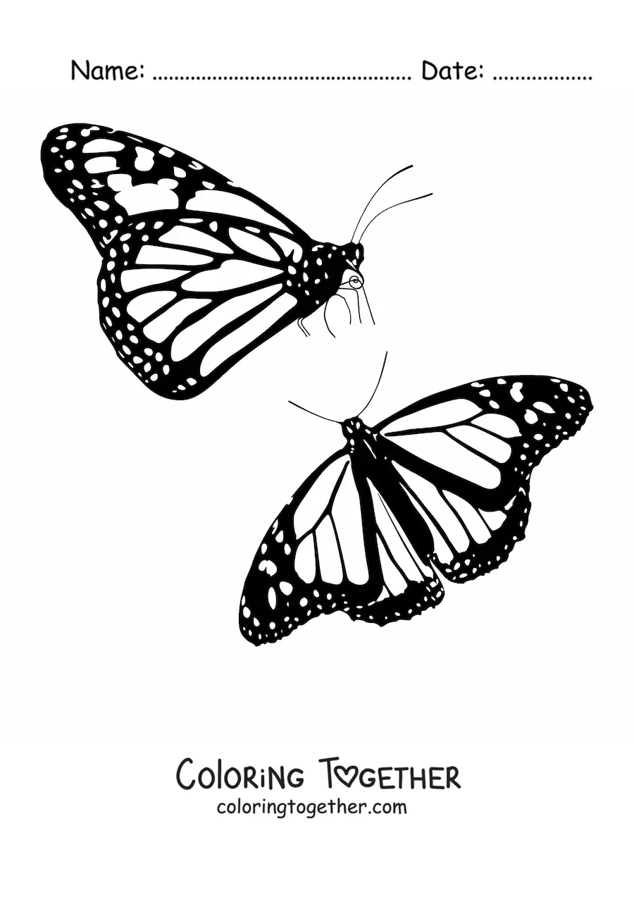 Coloring page of two monarch butterflies flying