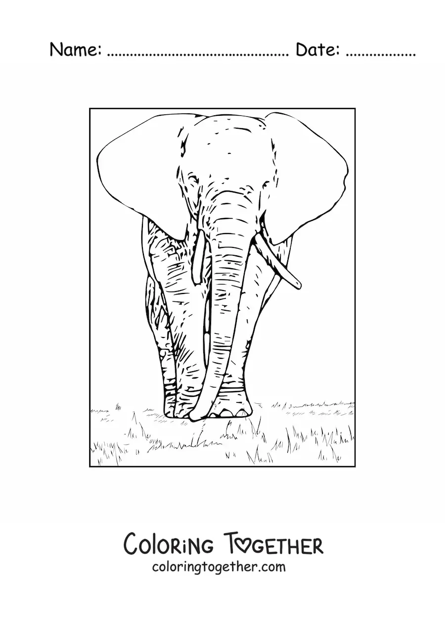 Coloring page of a realistic elephant facing forward
