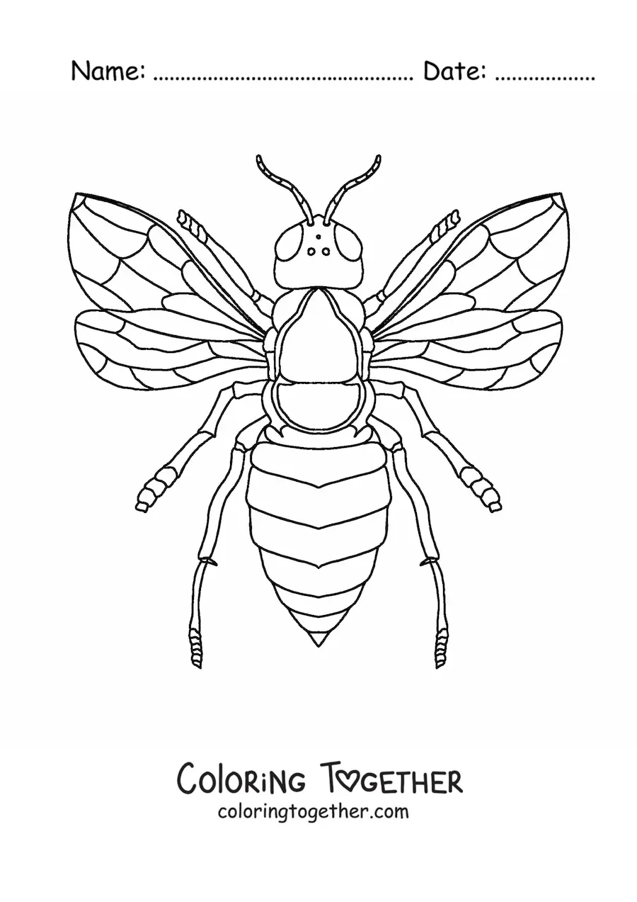 Coloring page of a realistic bee seen from above