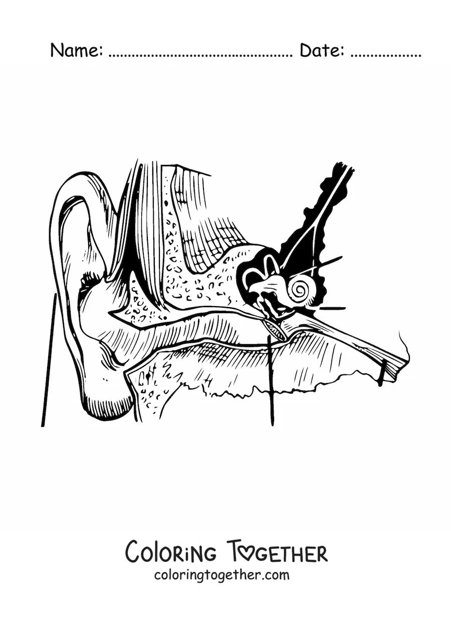 Coloring page of the parts of the human ear