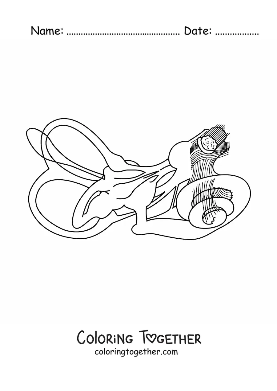 Coloring page of the structure of the inner ear