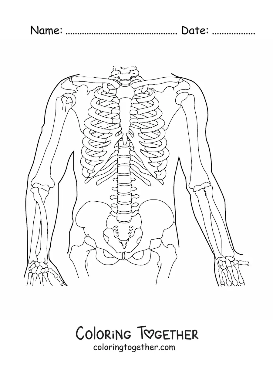 Coloring page of the bones that make up the human torso