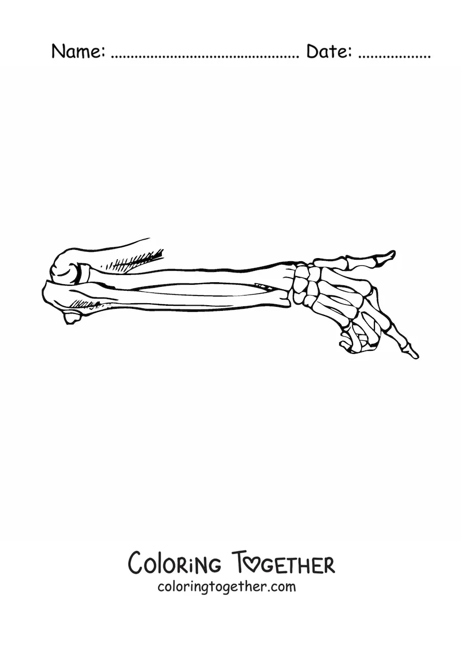 Coloring page of the bones of the human arm