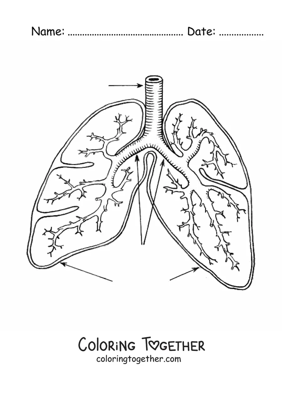 Coloring page of lungs and bronchi with arrows pointing to their parts