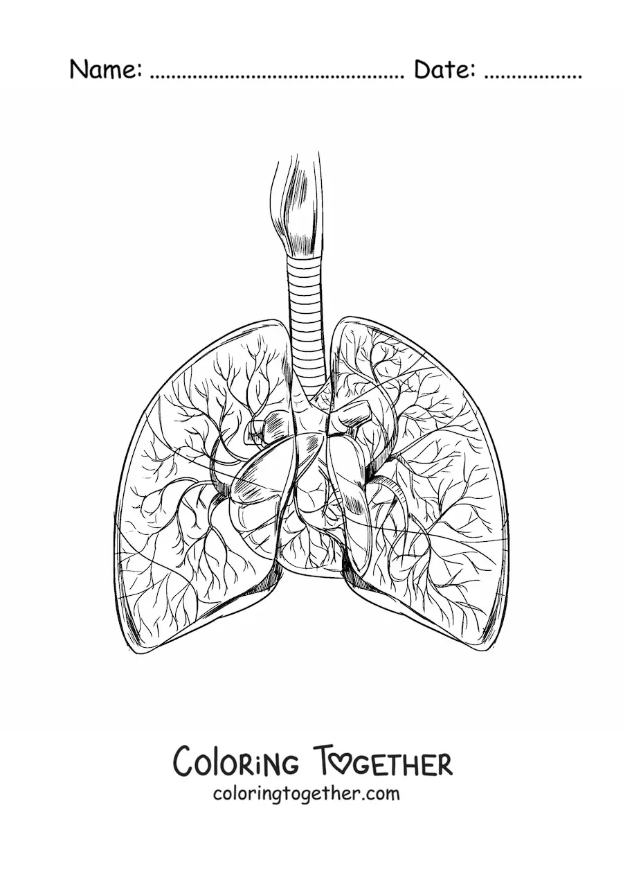 Coloring page of realistic lungs and a heart